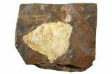 Fossil Ginkgo Leaf From North Dakota - Paleocene #262730-1